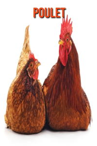 Poulet