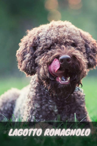 Lagotto Romagnolo