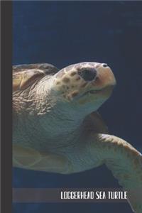 Loggerhead Sea Turtle