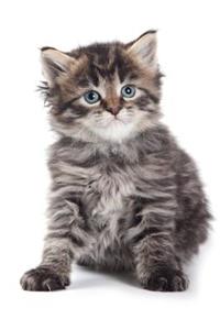 Siberian Kitten Winter Notebook & Journal. Productivity Work Planner & Idea Notepad