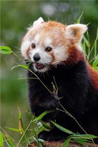 Mind Blowing Cute Red Panda Eating Bamboo 150 Page lined journal