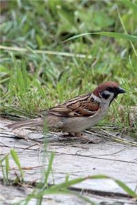 Songbird Tree Sparrow (Passer Montanus) Journal