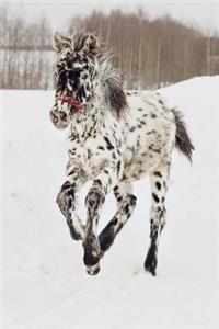 An Adorable Appaloosa Foal Horse Journal