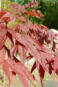 Japanese Maple Leaves Journal Springtime