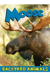 Moose