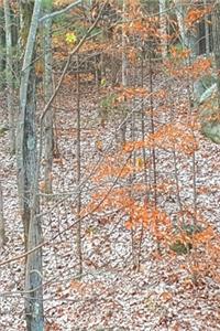 2020 Weekly Planner Late Fall Woods Bare Tree Branches 134 Pages