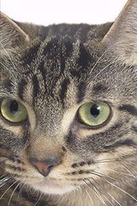 2020 Weekly Planner Tiger Cat Face Photo 134 Pages