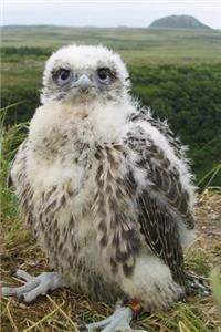 Gyrfalcon Nestling in Alaska Journal
