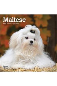 Maltese 2020 Mini 7x7