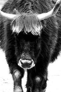 Aurochs Bull in Back and White Journal