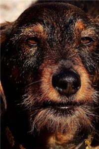 Wire Haired Dachshund Looking Up Journal