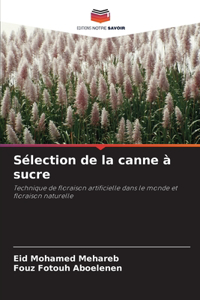 Sélection de la canne à sucre