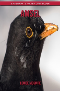 Amsel