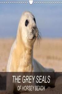THE Grey Seals of Horsey Beach 2018