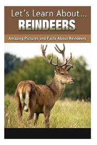 Reindeer