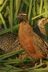 Georgia State Game Bird - Bobwhite Quail Journal