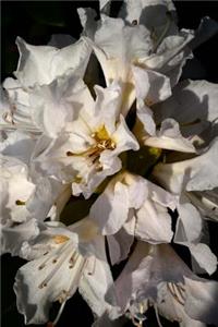 Beautiful White Rhododendron Flowers in Bloom Journal