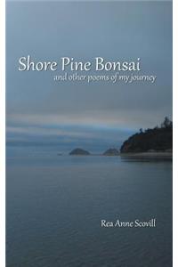 Shore Pine Bonsai