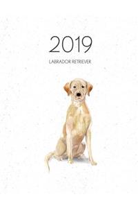 2019 Labrador Retriever