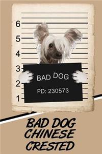 Bad Dog Chinese Crested