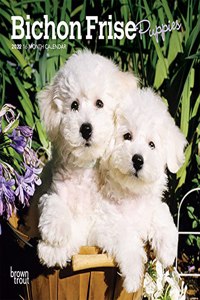 Bichon Frise Puppies 2022 Mini