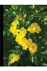 Cats Claw Vine Notebook, College Ruled_100 Sheets-200 Pages_9.75 X 7.5