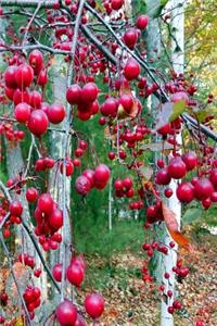 Journal Fall Tree Red Berries
