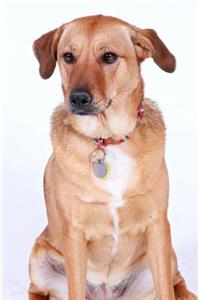 Dog Journal/Notebook