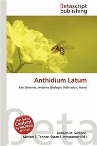 Anthidium Latum