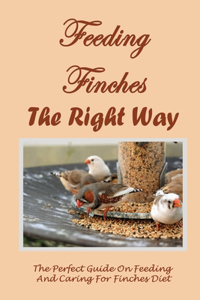 Feeding Finches The Right Way