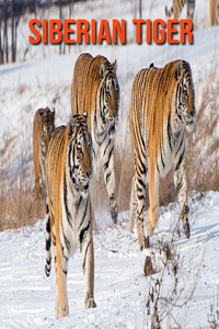 Siberian Tiger