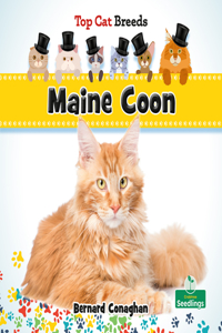 Maine Coon