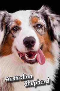 Australian Shepherd