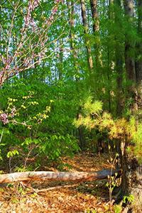 School Composition Book Springtime Forest Path