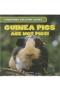 Guinea Pigs Are Not Pigs!