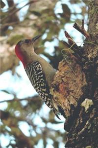 Awesome Red-Headed Woodpecker in a Tree Bird Journal