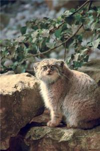 Manul Pallas's Cat (Otocolobus manul) Small Wild Cat Journal