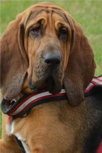 Bloodhound Dog Taking a Break in the Grass Journal