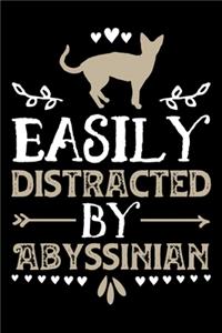 Easily Distracted By Abyssinian