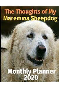 The Thoughts of My Maremma Sheepdog