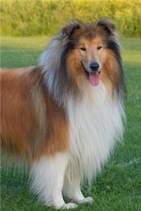 Rough Collie Posing for the Picture Journal