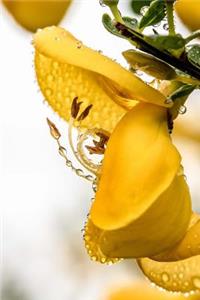 Yellow Genista Broom Flower Covered in Dew Journal
