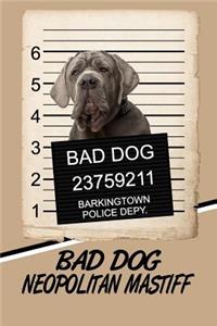 Bad Dog Neopolitan Mastiff