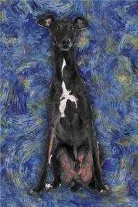 Italian Greyhound