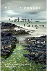 Gathering Carrageen