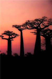 Baobab Trees at Sunset in Madagascar Journal