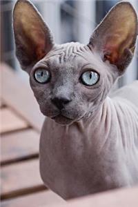Blue Eyed Hairless Cat Notebook