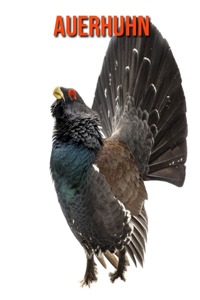 Auerhuhn