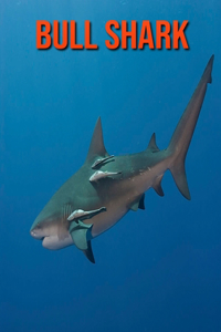 Bull Shark