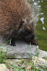 Porcupine Portrait Journal